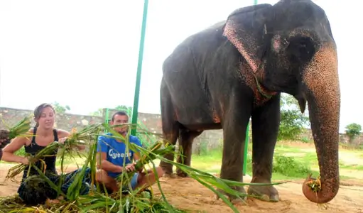 A Day with Elephants in Jaipur