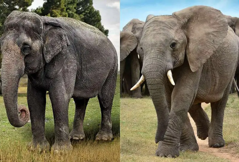 Asian Elephant vs African Elephant — 12 Key Differences Every Traveler Should Know