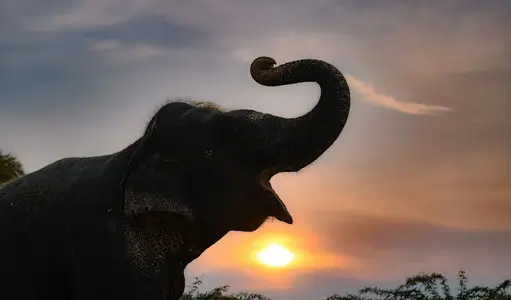 Best New Year Tours in India