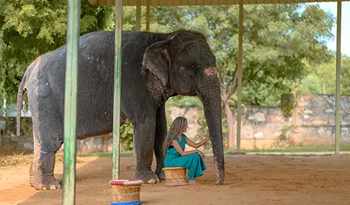 Best Time to Visit Jaipur for Elephant Experiences