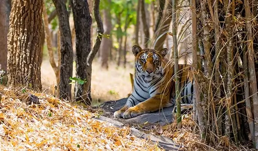 Best Wildlife Experiences in India for Nature Lovers