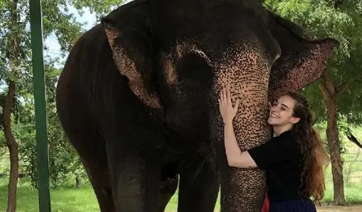 What to Bring for Elephants in Jaipur