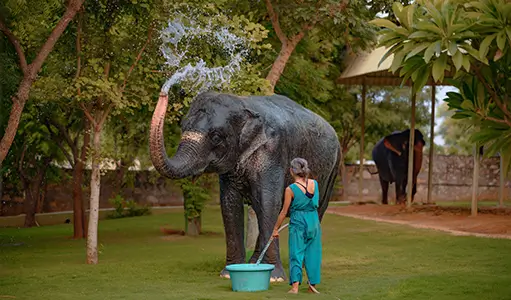 Elephant Bathing Experience Jaipur