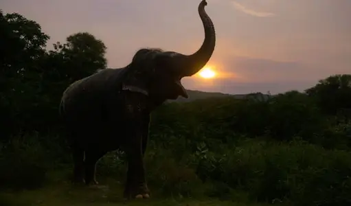 Elephant Behavior & Communication at Elefantastic