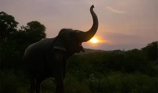 Elephant Behavior & Communication at Elefantastic