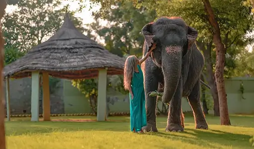 Why Elefantastic is the Best Ethical Elephant Experience in India