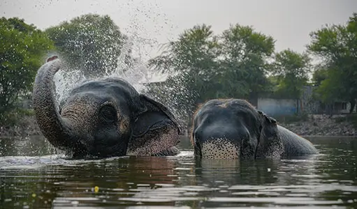Top 5 Reasons Travelers Are Choosing Elephant Experiences in Jaipur