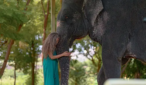 Can Elephants Swim? Fascinating Facts You’ll Learn in Jaipur