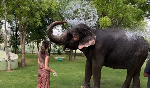 Elephant Feeding and Bathing in Jaipur