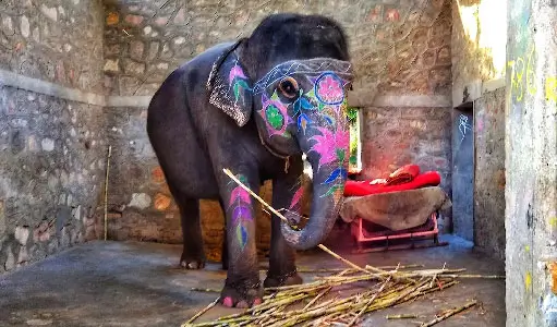 Elephant Feeding Experience in Jaipur: A Gentle & Ethical Wildlife Encounter