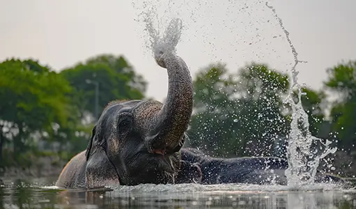 Elephant Photography Tips India