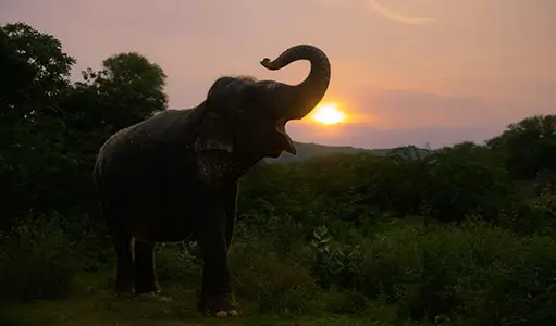 Elephant Safari Jaipur Day Trip with Ethical Elephant Interaction