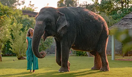 Inside the Daily Life of Elephants in Jaipur: Care, Bonding & Conservation
