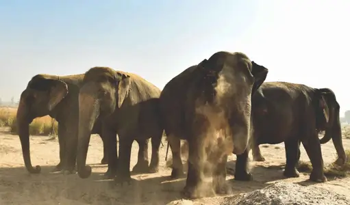 The History of Elephants in Rajasthani Culture