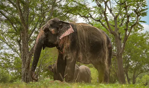 Best Ethical Elephant Experiences in Jaipur: What Responsible Travelers Should Know