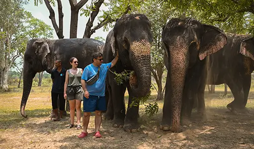 Ethical Elephant Tourism in India