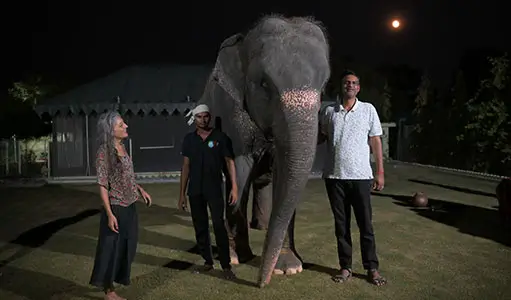 Guided Elephant Tours Jaipur with Local Experts and Sanctuary Visits