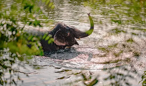 How Elefantastic Helps in Elephant Conservation