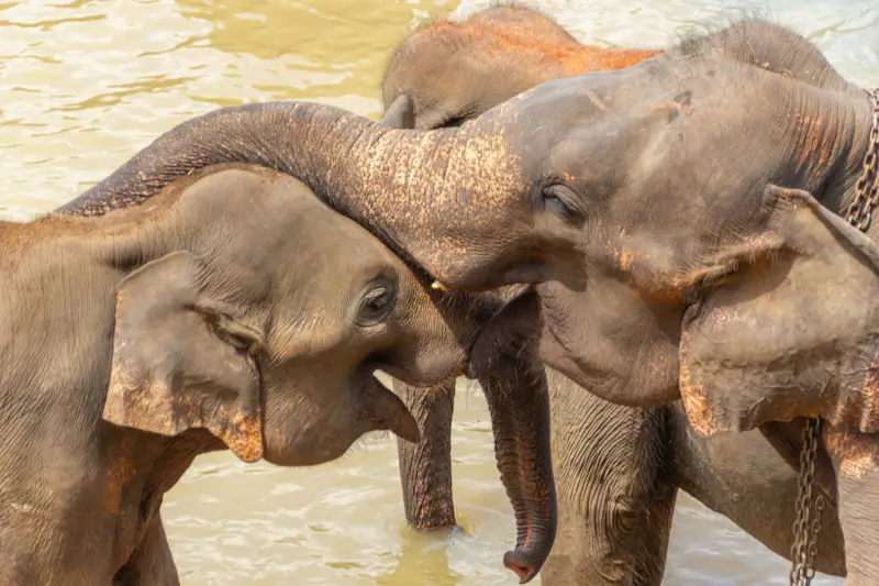 How Smart Are Elephants? Memory, Intelligence & Problem-Solving Explained