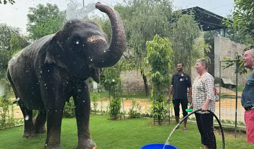 Best Elephant Sanctuaries in India for Ethical Tourism – Safe, Kind & Responsible Elephant Experiences