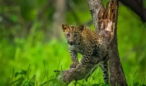 Jhalana Leopard Safari
