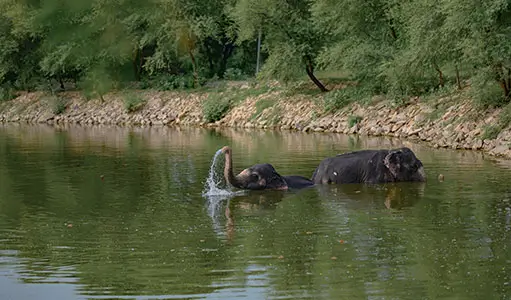 Luxury Meets Wildlife in Jaipur: Soft Adventures for Conscious, Experience-Driven Travelers