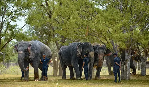 Web & SEO for Wildlife Tourism Brands | Indian E Space Jaipur
