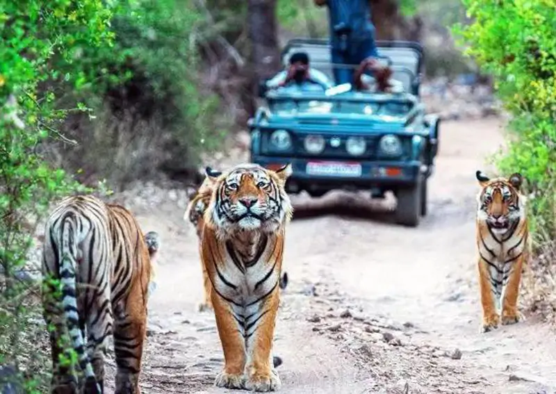 Ranthambore Tiger Safari — Complete Guide for First-Time Visitors