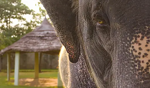 Unforgettable Stays with Elephants in Jaipur’s Natural Habitat