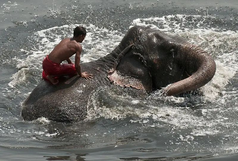 The Bond Between a Mahout and an Elephant — Understanding India’s Traditional Elephant Caretaking Relationship