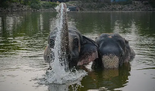 Best Tour Operators for Elephant Village Jaipur with Ethical Experiences