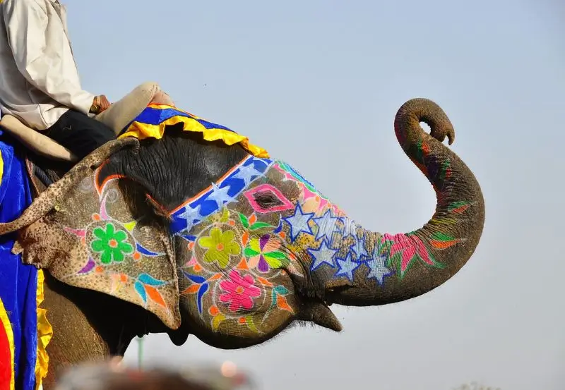 Santuario de Elefantes en Jaipur: Todo lo que Debes Saber Antes de tu Visita