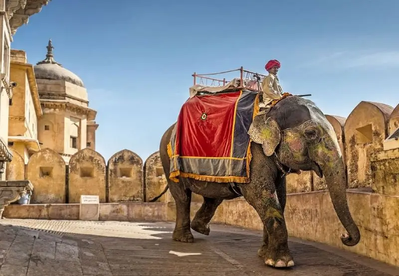 Sanctuaire d'Éléphants à Jaipur : Une Expérience Éthique Unique en Inde