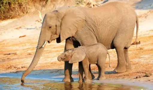 How Smart Are Elephants? Memory, Intelligence & Problem-Solving Explained