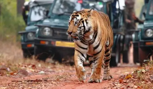 Ranthambore Tiger Safari — Complete Guide for First-Time Visitors