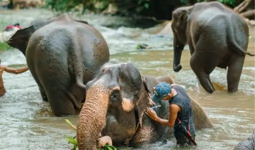The Bond Between a Mahout and an Elephant — Understanding India’s Traditional Elephant Caretaking Relationship