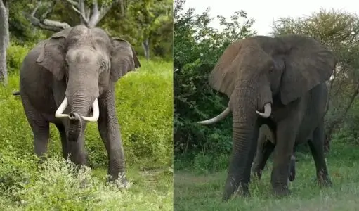 Asian Elephant vs African Elephant — 12 Key Differences Every Traveler Should Know