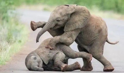 How Intelligent Are Elephants? Understanding the Extraordinary Minds of Elephants