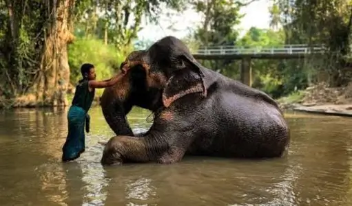 The Bond Between Mahout and Elephant: A Relationship Built on Trust, Care and Understanding