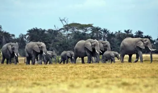The Secret Social Life of Female Elephants: Inside the Strongest Families in the Animal Kingdom