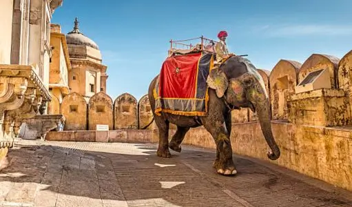 A Complete Guide to Responsible Animal Tourism in Rajasthan