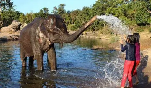 How to Add an Elephant Experience to Your Golden Triangle Tour in India