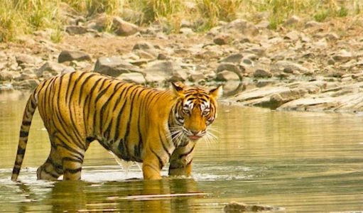 Private Rajasthan Tours with Authentic Wildlife Experiences: Luxury Travel Beyond the Forts