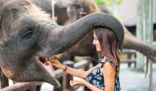 How Elephants Show Emotions Like Humans: Understanding the Emotional World of Elephants