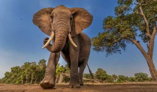 Can Elephants Remember People for Years? The Incredible Memory of Elephants Explained