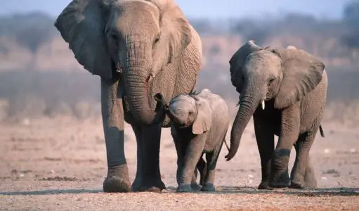 How Baby Elephants Learn from Their Families: Lessons from Nature's Strongest Social Network