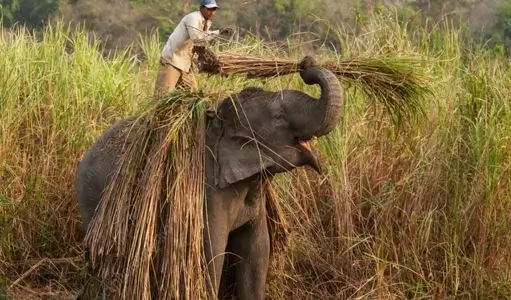Why Elephants Are Considered the Most Intelligent Land Animals on Earth