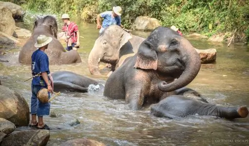 Top Reasons Travelers Skip Elephant Rides and Choose Ethical Elephant Experiences