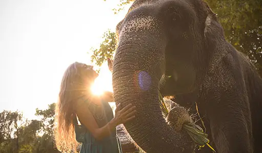 Walk with Elephants in Jaipur: A Once-in-a-Lifetime Ethical Experience