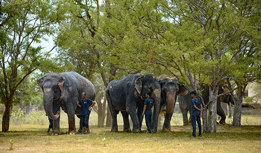 What Do Elephants Eat